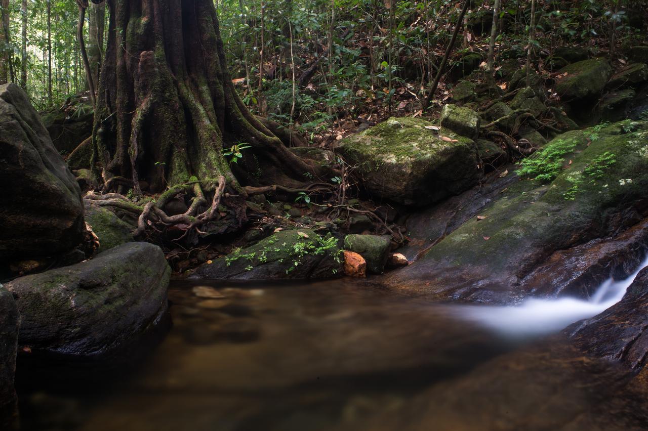 Explore Sinharaja Rain Forest Tour Camp Dombagoda Exterior foto