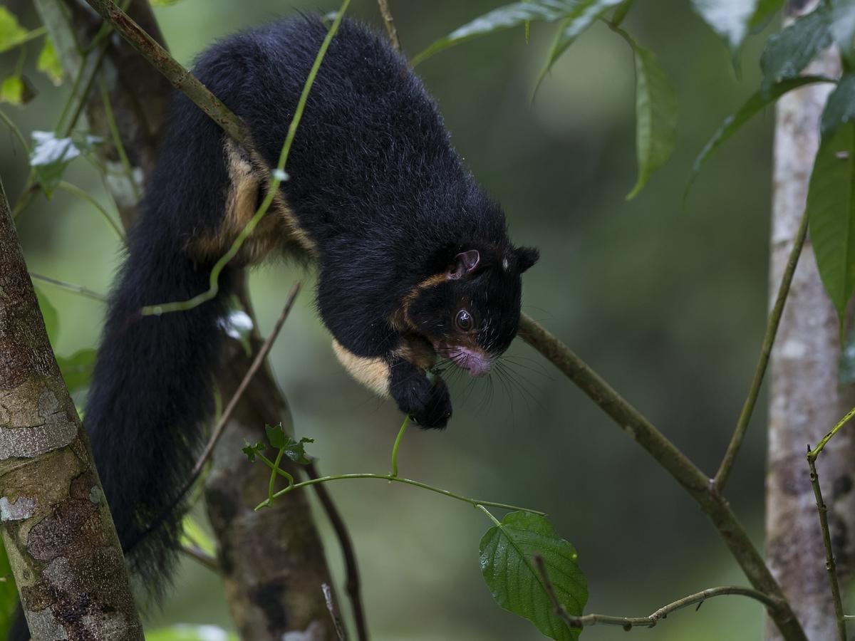 Explore Sinharaja Rain Forest Tour Camp Dombagoda Exterior foto